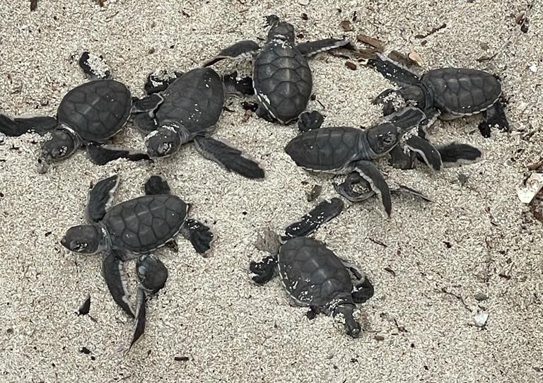 Witness the Magic of Turtle Hatching Season on Mafia Island