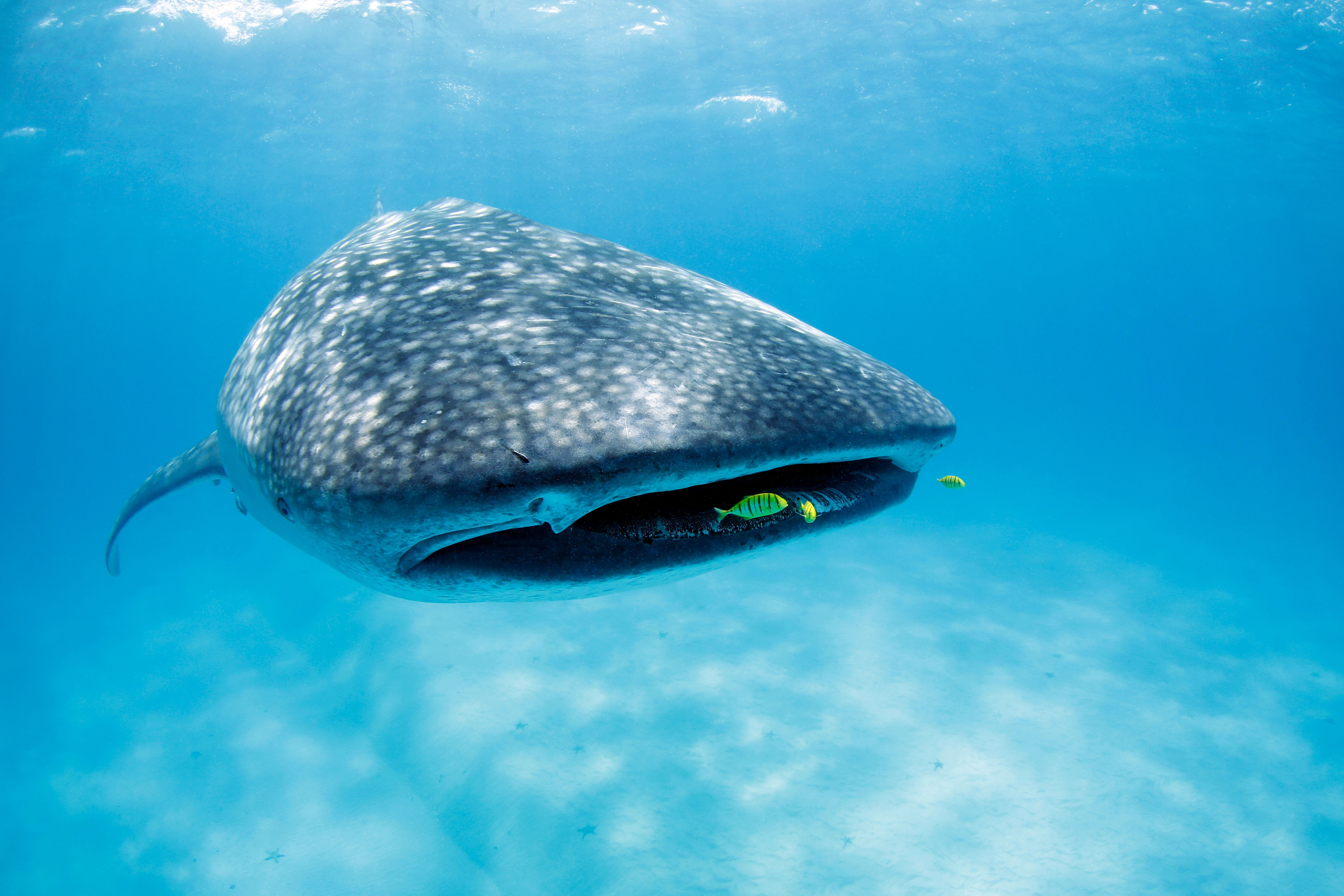 Swim with Whale Sharks on Mafia Island